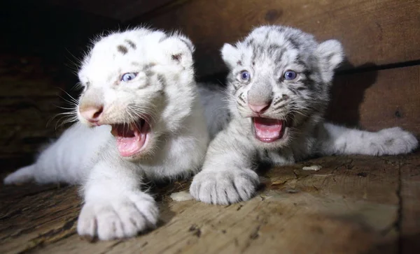 Dos Los Tres Cachorros Tigre Blanco Recién Nacidos Rugen Hangzhou — Foto de Stock