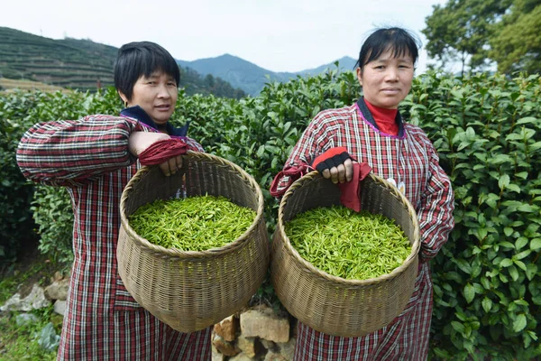 Chinese Boeren Tonen Manden Van West Lake Longjing Thee Bladeren — Stockfoto