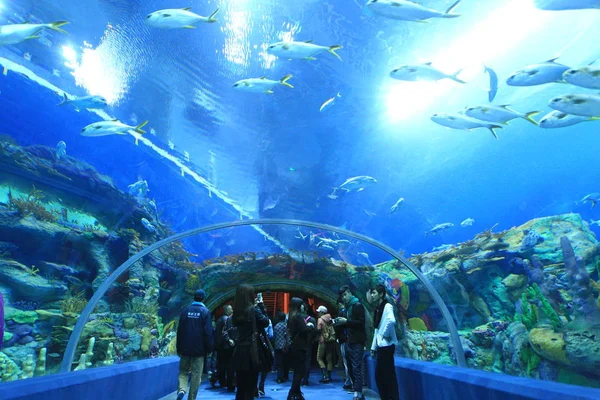 Toeristen Bezoeken Werelds Grootste Aquarium Het Chimelong Ocean Kingdom Hengqin — Stockfoto