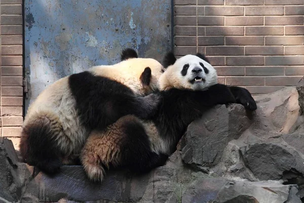 2014年4月14日 在中国浙江省东部杭州市杭州动物园 大熊猫双胞胎成达和程晓在石头上休息 — 图库照片