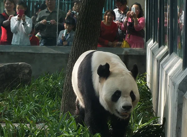 Turisté Hodinky Giant Panda Wang Hrají Zoo Městě Yichang Centrální — Stock fotografie