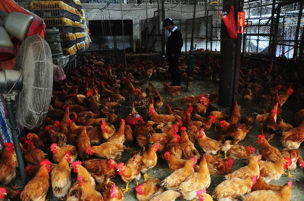 Chinese Poultry Farmer Feeds Chickens Farm Zhuji East