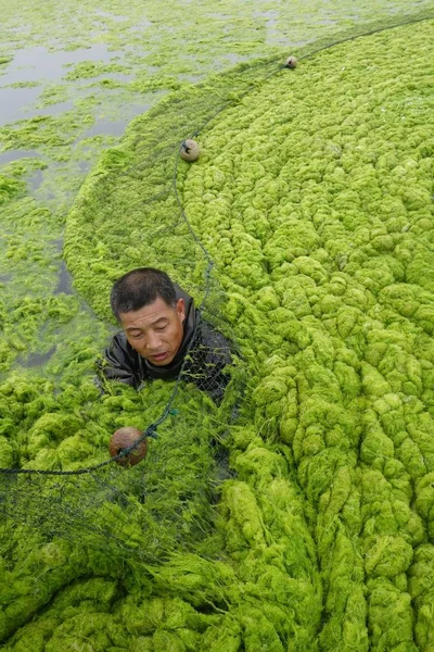 Ein Chinesischer Aquakulturmeister Versucht Massive Grünalgen Beseitigen Die Auf Dem — Stockfoto