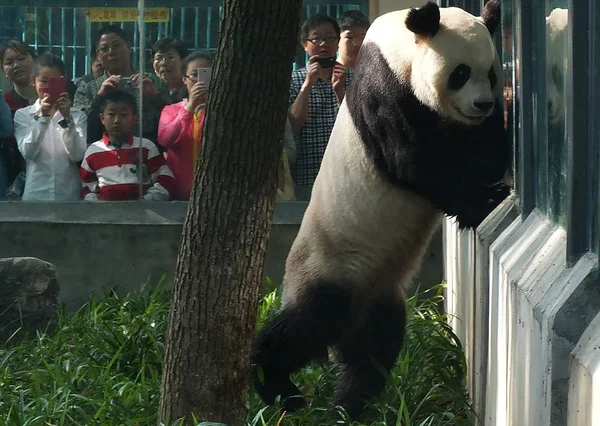 Turistas Assistir Panda Gigante Wang Jogando Zoológico Cidade Yichang Província — Fotografia de Stock