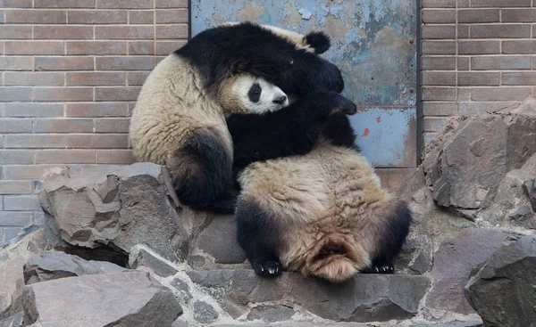 Die Riesenpanda Zwillinge Chengda Und Chengxiao Spielen Miteinander Zoo Von — Stockfoto