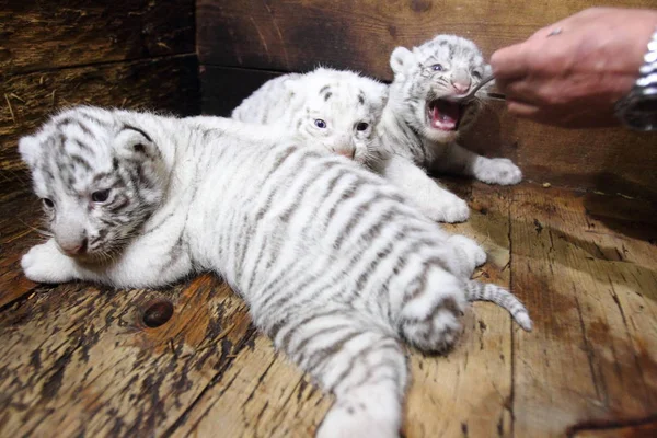 Tres Cachorros Tigre Blanco Recién Nacidos Rugen Hangzhou Safari Park —  Fotos de Stock