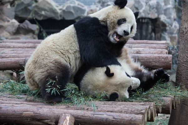 Gêmeos Panda Gigantes Chengda Chengxiao Brincam Uns Com Outros Zoológico — Fotografia de Stock