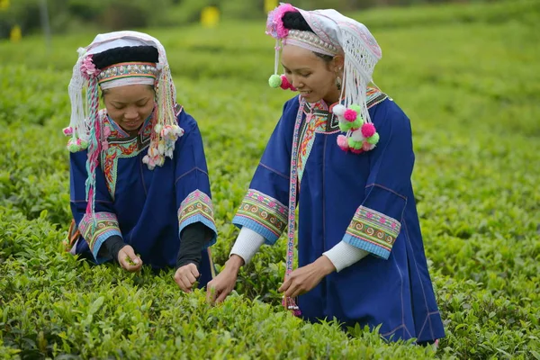 Chinesische Bauern Der Ethnischen Minderheit Buyi Ernten Teeblätter Auf Einer — Stockfoto