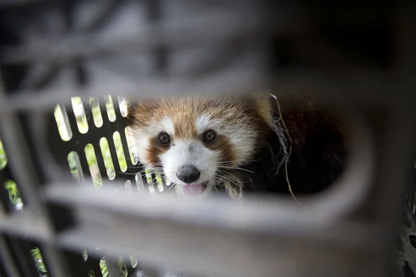 Panda Rojo Capturado Mantenido Una Jaula Después Merodear Barrio Residencial — Foto de Stock