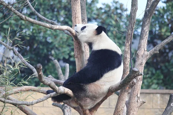 2014年1月18日 在中国浙江省东部杭州市杭州野生动物园 大熊猫李丽在一棵树上享受阳光 — 图库照片