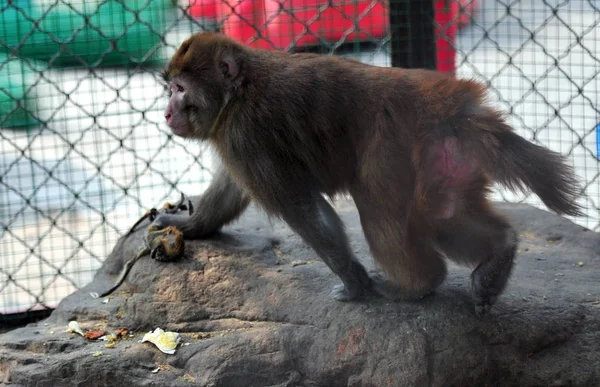 Rei Macaco Detém Corpo Seco Filhote Macaco Recém Nascido Que — Fotografia de Stock