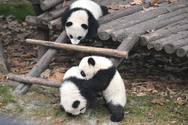 Große Panda Jungen Spielen Freien Vor Dem Chinesischen Mond Neujahrs — Stockfoto