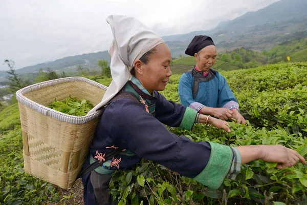 Chinese Boeren Van Buyi Etnische Minderheid Oogst Thee Bladeren Een — Stockfoto