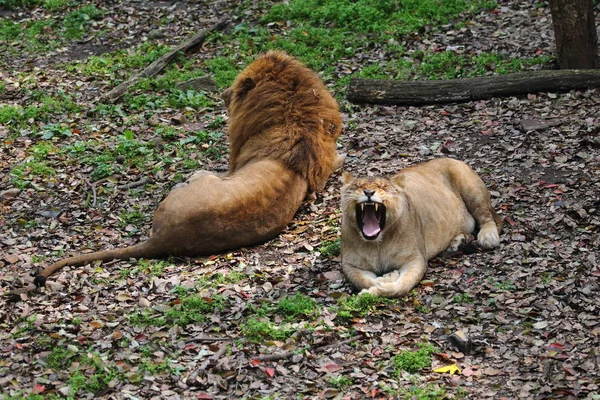 Leão Africano Fêmea Boceja Lado Leão Macho Enquanto Deitam Chão — Fotografia de Stock