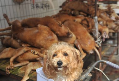 A pet dog sits in the basket of a bicycle in front of dogs killed and to be eaten at a free market in Yulin city, south Chinas Guangxi Zhuang Autonomous Region, 21 June 2012 clipart