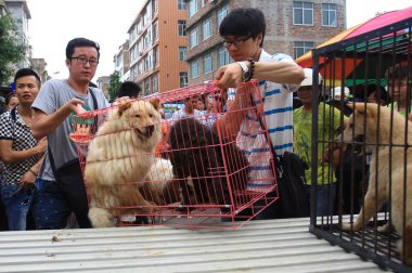 Animal right activists carry dogs they bought from a vendor at a market set up in preparation for the dog meat festival in Yulin city, south Chinas Guangxi Zhuang Autonomous Region, 20 June 2014 clipart