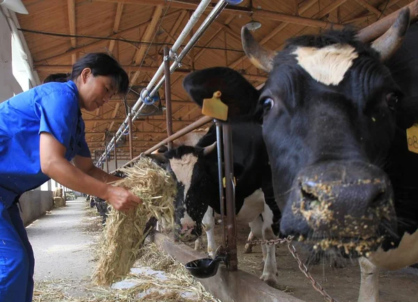 Čínský Dělník Krmí Krávy Mléčné Farmě Yili Group Vesnici Huji — Stock fotografie
