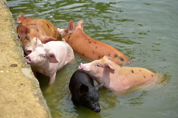 Pigs Swin Back Bank Jumping Platform Diving Water Performance Holiday — Fotografia de Stock