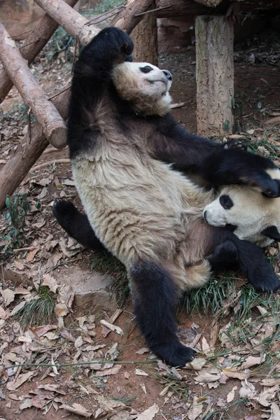 2015 日中国東部の浙江省杭州市に杭州動物園でジャイアント パンダの双子の大股と Chengxiao 他で遊ぶ — ストック写真