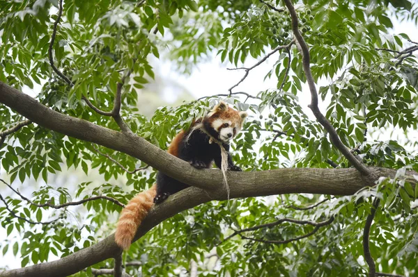 Ένα Κόκκινο Panda Κάθεται Στην Κορυφή Ενός Δέντρου Μια Κατοικημένη — Φωτογραφία Αρχείου