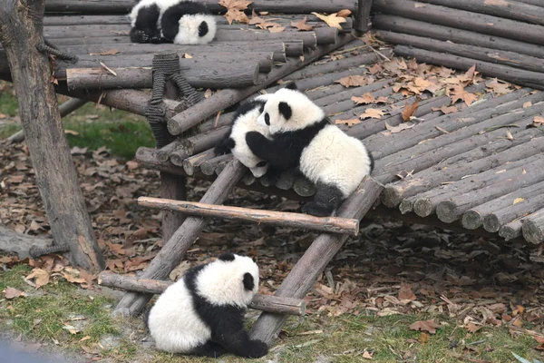 Giant Panda Cubs Play Outdoors Ahead Chinese Lunar New Year — Stock Photo, Image