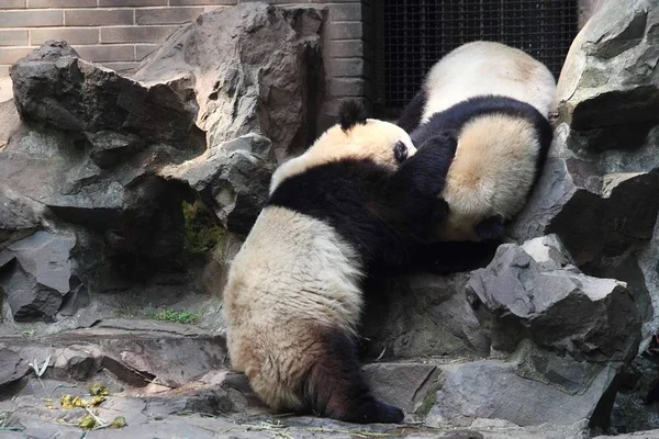 Гигантские Панды Близнецы Чэнда Чэнсяо Играют Вместе Зоопарке Ханчжоу Городе — стоковое фото