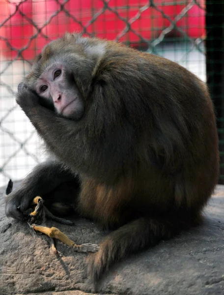 Βασιλιάς Πίθηκος Κατέχει Αποξηραμένα Σώμα Του Ένα Νεογέννητο Μαϊμού Cub — Φωτογραφία Αρχείου