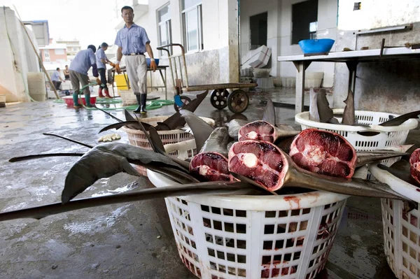 Çinli Bir Işçi Puqi Kasabasında Bir Köpekbalığı Işleme Fabrikasında Köpekbalığı — Stok fotoğraf
