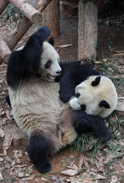 Giant Panda Δίδυμα Chengda Και Chengxiao Παίζουν Άλλο Στο Hangzhou — Φωτογραφία Αρχείου