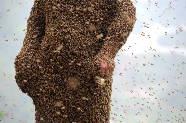 Apicultora China She Ping Años Lleva Cajas Abejas Reina Para —  Fotos de Stock