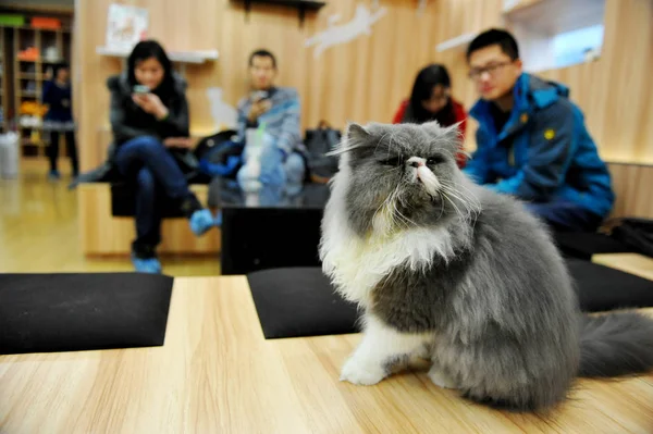 Gatto Viene Visto Caffè Tema Gatto Nanjing Provincia Orientale Del — Foto Stock