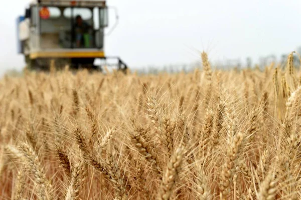 2014年5月29日 中国東部安寧省保州市のクイザイ村の畑で小麦を収穫する収穫機 — ストック写真