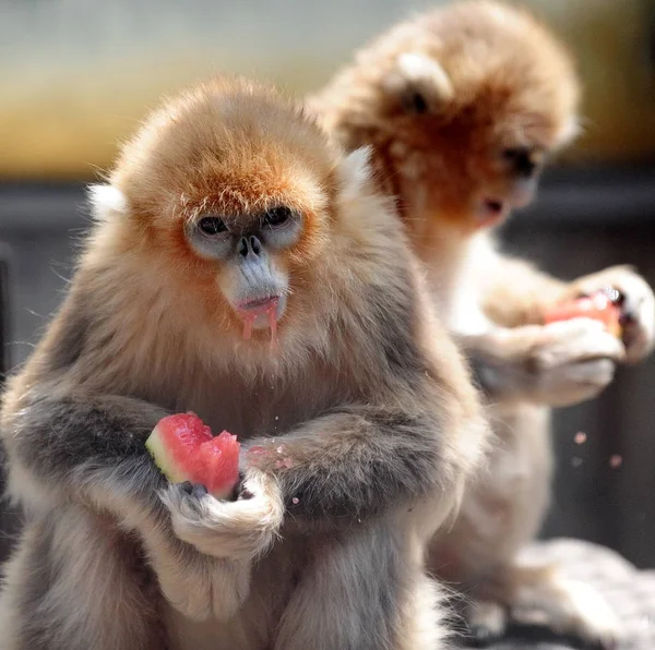 Los Monos Dorados Comen Rebanadas Sandías Para Refrescarse Zoológico Jinan —  Fotos de Stock