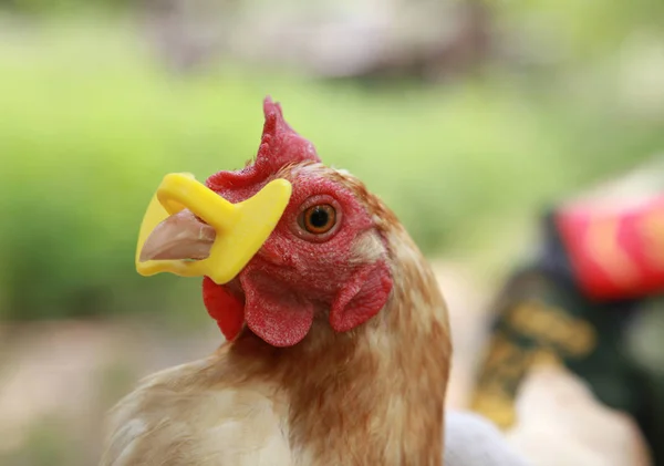 Ένα Κοτόπουλο Φοράει Πλαστικά Γυαλιά Μια Φάρμα Κοτόπουλου Του Τοπικού — Φωτογραφία Αρχείου