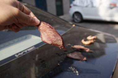 Bacon and shrimps are baked on the trunk of a car heated up by the scorching sun in Jinan city, east Chinas Shandong province, 29 May 2014 clipart