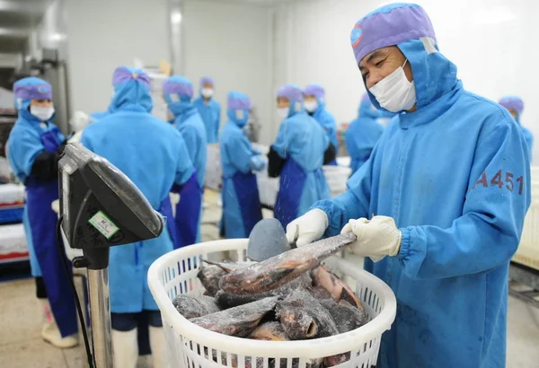 Trabajadores Chinos Procesan Tilapia Para Ser Exportada Una Planta Procesamiento — Foto de Stock