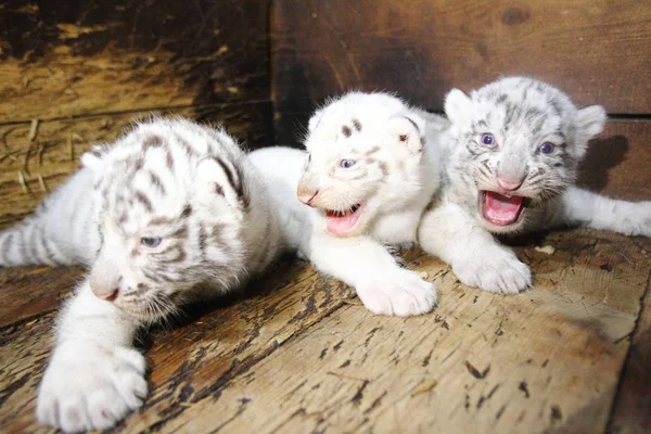 Tres Cachorros Tigre Blanco Recién Nacidos Rugen Hangzhou Safari Park —  Fotos de Stock
