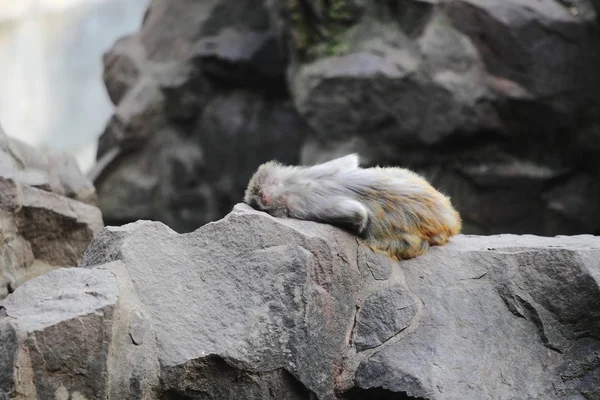Małpa Śpi Skale Zoo Hangzhou Hangzhou City Prowincja Chinas Zhejiang — Zdjęcie stockowe
