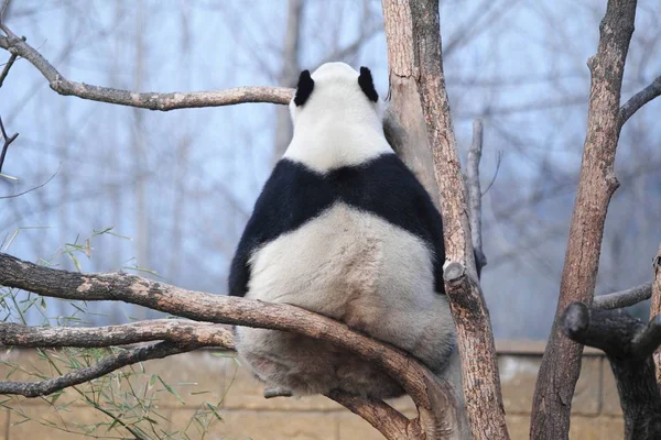 2014年1月18日 在中国浙江省东部杭州市杭州野生动物园 大熊猫李丽在一棵树上享受阳光 — 图库照片