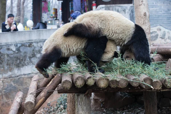 Gemelos Panda Gigantes Chengda Chengxiao Juegan Entre Zoológico Hangzhou Ciudad — Foto de Stock