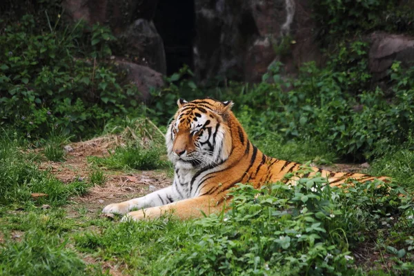Μια Τίγρης Σιβηρίας Στο Έδαφος Στο Χανγκζού Zoo Στην Πόλη — Φωτογραφία Αρχείου