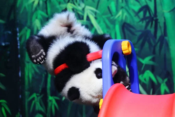 Hónap Régi Óriás Panda Cub Hosszú Hosszú Játszik Játék Csúszda — Stock Fotó