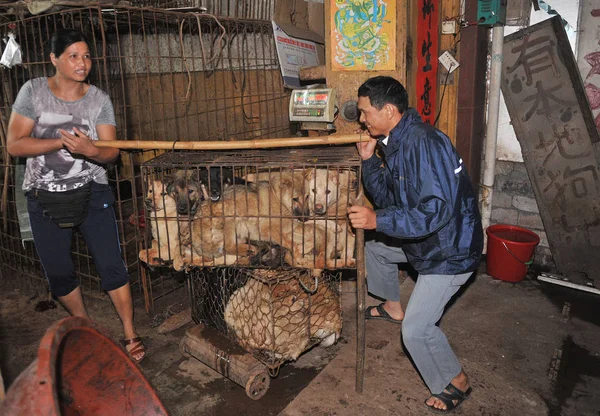 Chinese Vendors Transport Cages Dogs Killed Eaten Free Market Yulin — Stock Photo, Image