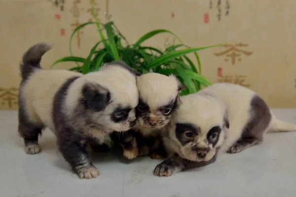 Los Cachorros Que Asemejan Los Pandas Bebés Ven Distrito Tinghu —  Fotos de Stock