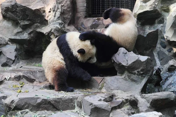2014 東中国浙江省杭州市に杭州動物園でジャイアント パンダの双子の大股と Chengxiao が一緒に遊ぶ — ストック写真