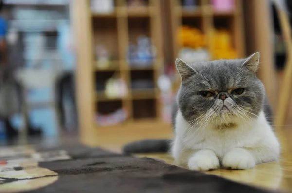 Gato Descansa Chão Café Com Tema Gato Nanjing Leste Província — Fotografia de Stock