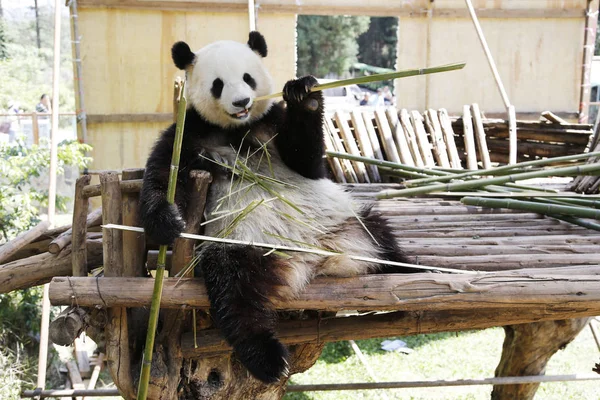 Óriás Panda Sijia Megeszi Bambusz Yunnan Safari Park Kunming City — Stock Fotó