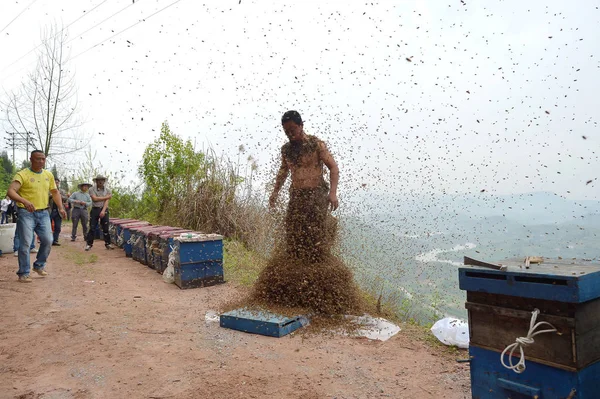 Die Jährige Chinesische Imkerin She Ping Versucht Die Bienen Von — Stockfoto