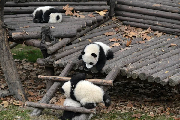 Giant Panda Cubs Play Outdoors Ahead Chinese Lunar New Year — Stock Photo, Image
