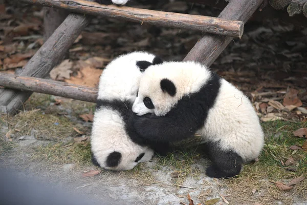 Filhotes Panda Gigantes Brincam Livre Antes Ano Novo Lunar Chinês — Fotografia de Stock